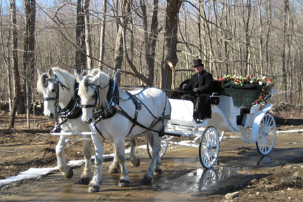 Percheron Horses